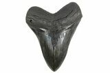 Fossil Megalodon Tooth - South Carolina #258783-1